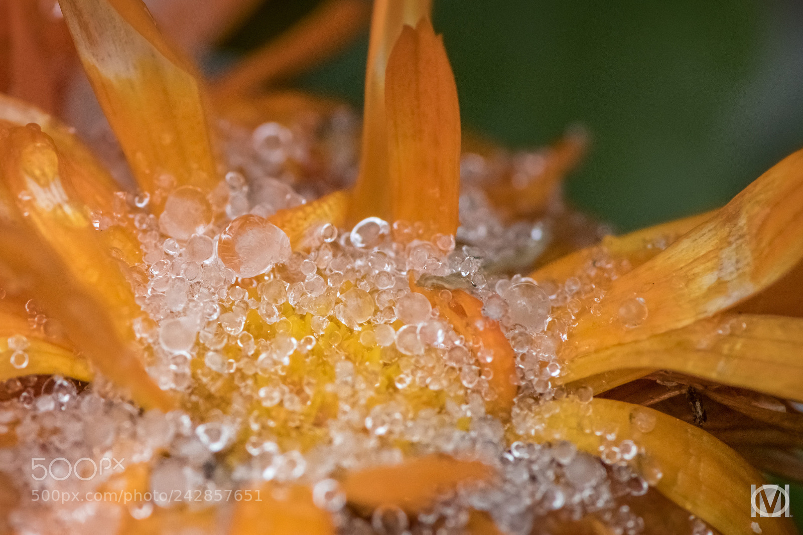 Nikon D850 sample photo. Ice on the flower photography