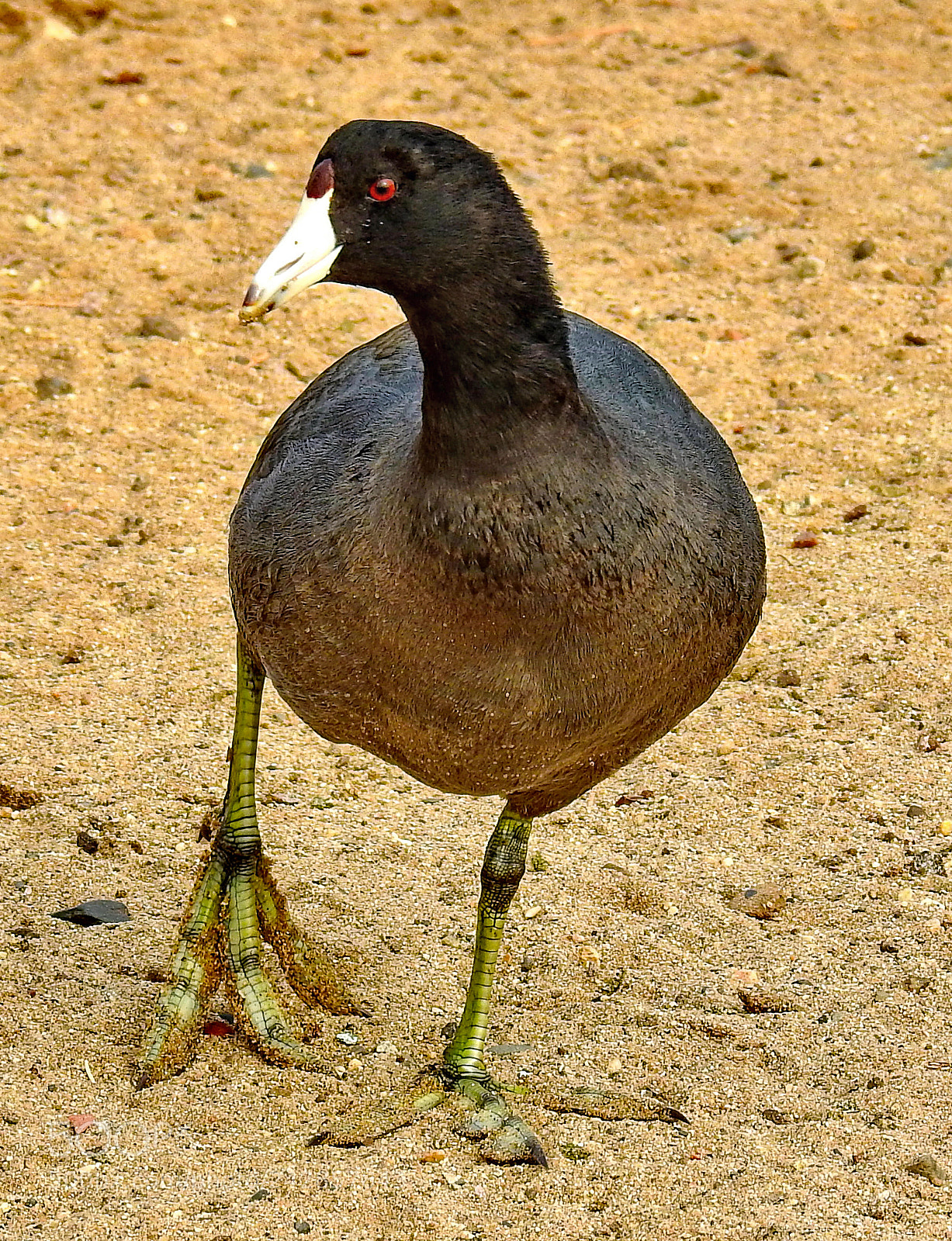 Nikon Coolpix P900 sample photo. Black bird walking on photography
