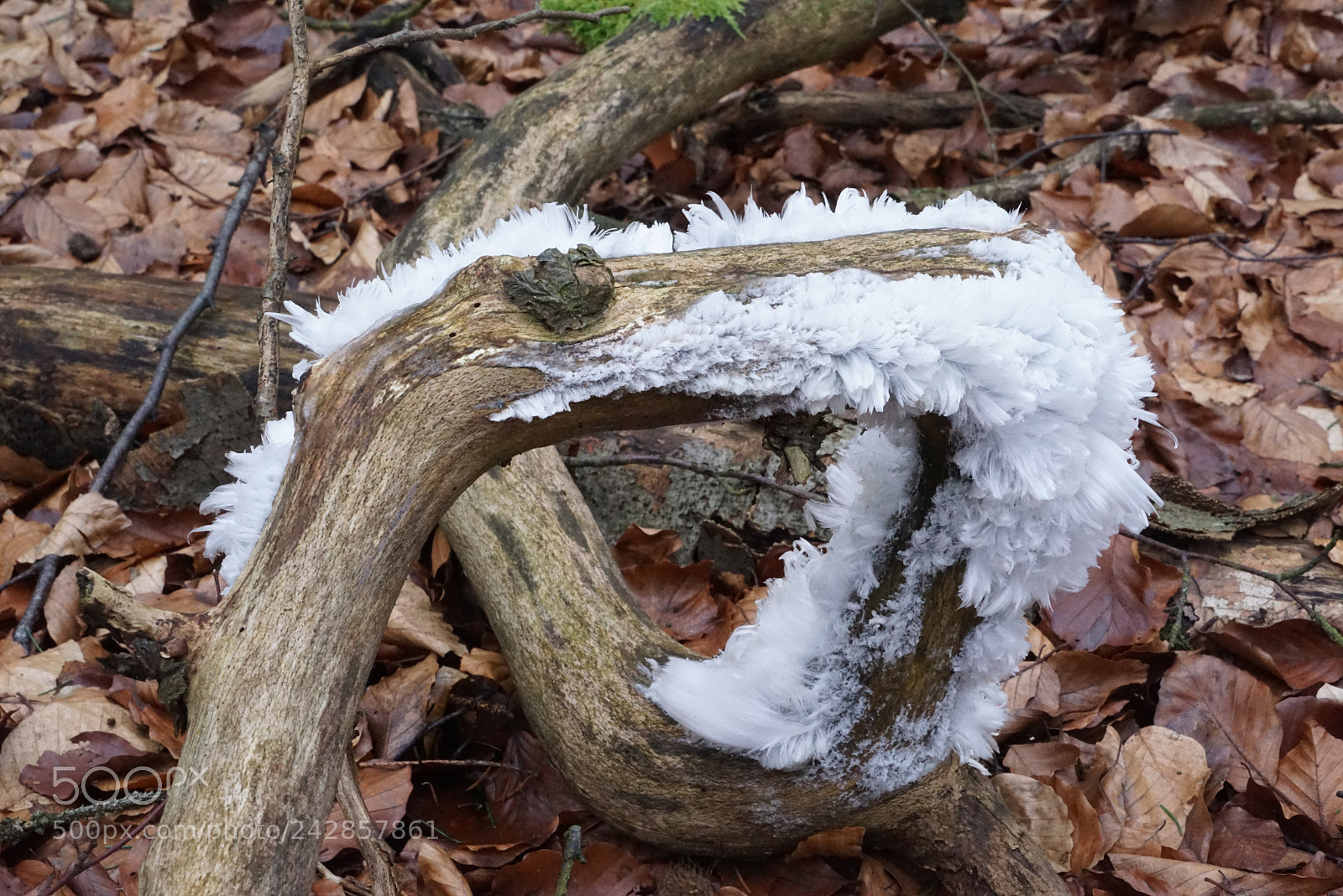 Sony a7R sample photo. Eiswolle photography