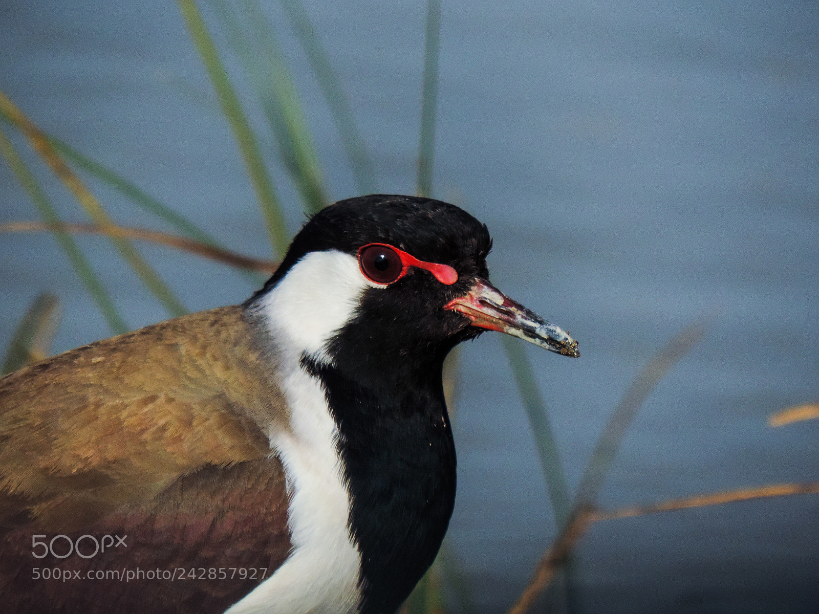 Nikon Coolpix P520 sample photo. Red wattled lapwing photography