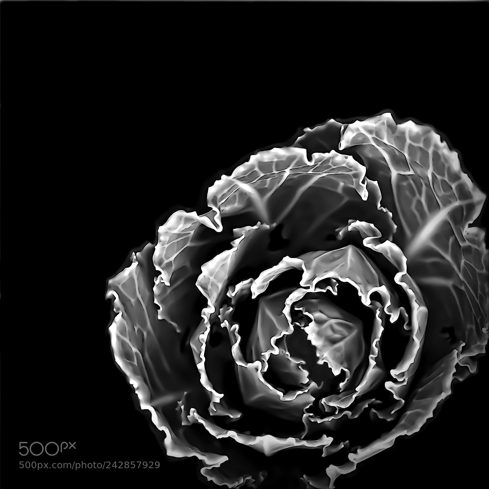Canon EOS 50D sample photo. Decorative cabbage photography