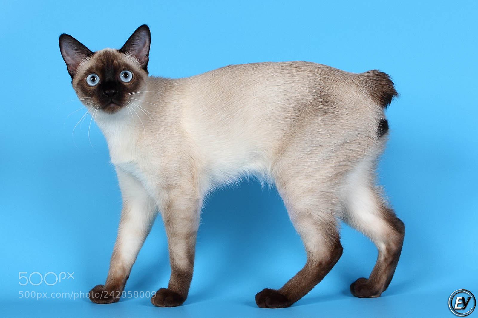 Canon EOS 60D sample photo. Cat photography