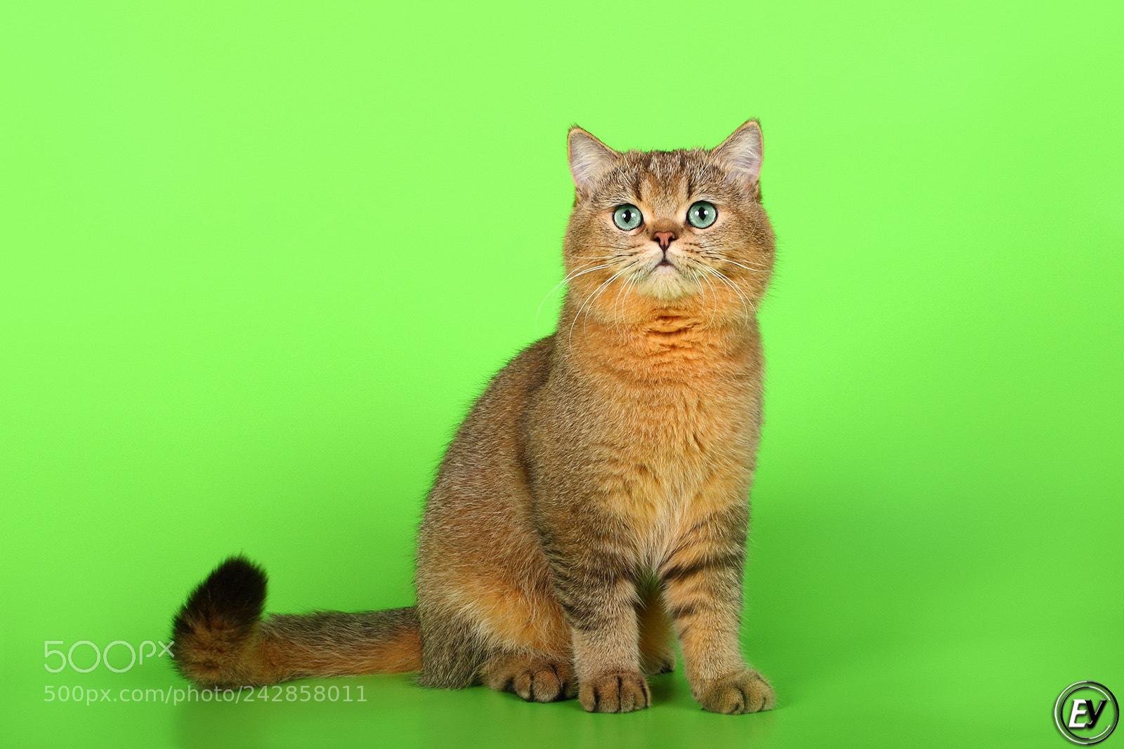 Canon EOS 60D sample photo. Cat photography
