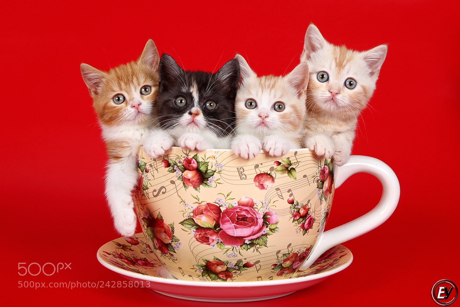 Canon EOS 60D sample photo. Cat photography