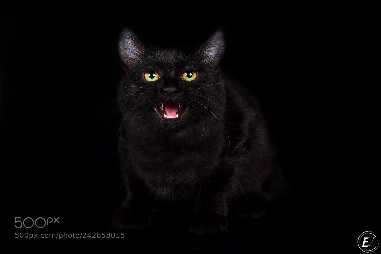 Canon EOS 60D sample photo. Cat photography