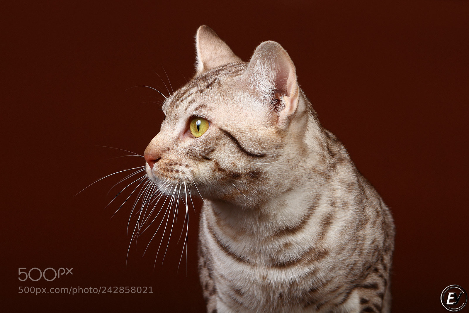 Canon EOS 60D sample photo. Cat photography