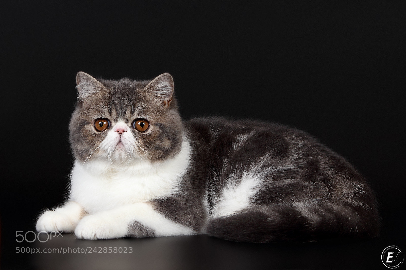 Canon EOS 60D sample photo. Cat photography