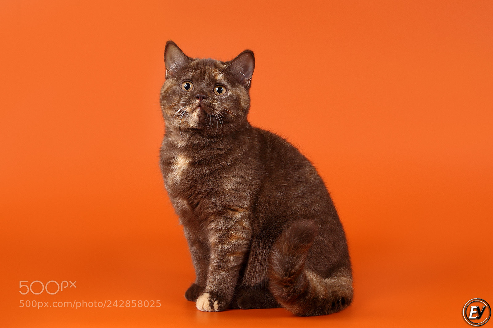 Canon EOS 60D sample photo. Cat photography