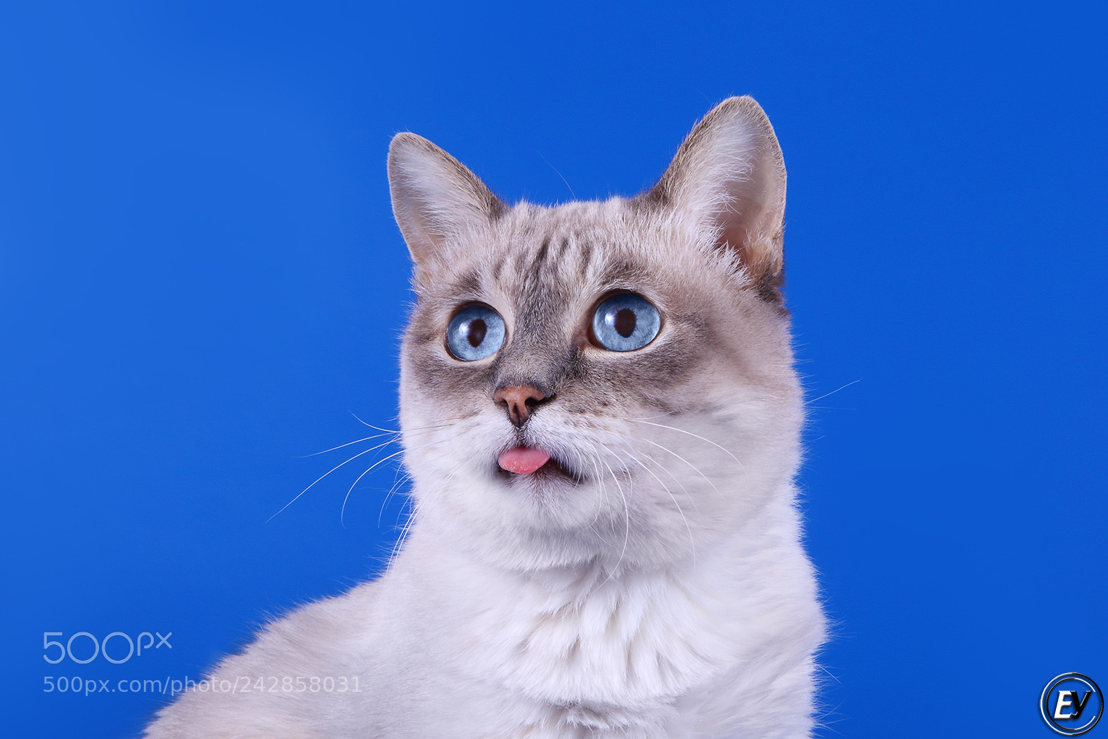 Canon EOS 60D sample photo. Cat photography
