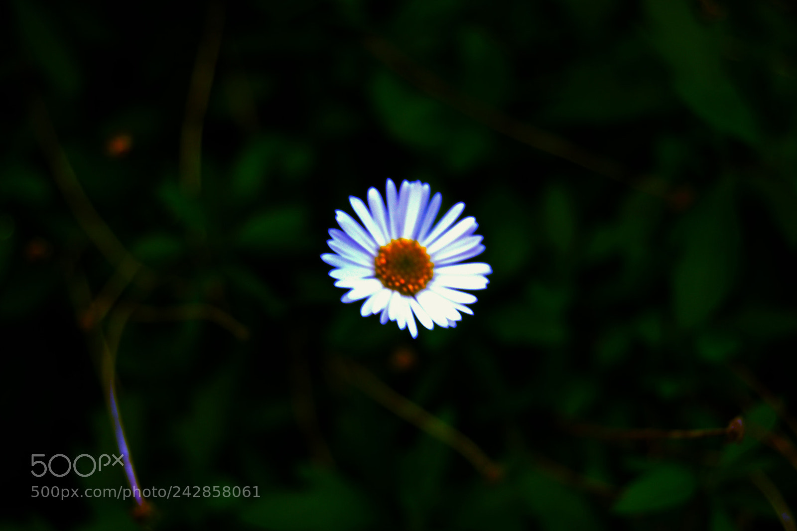 Nikon D3100 sample photo. Flor photography