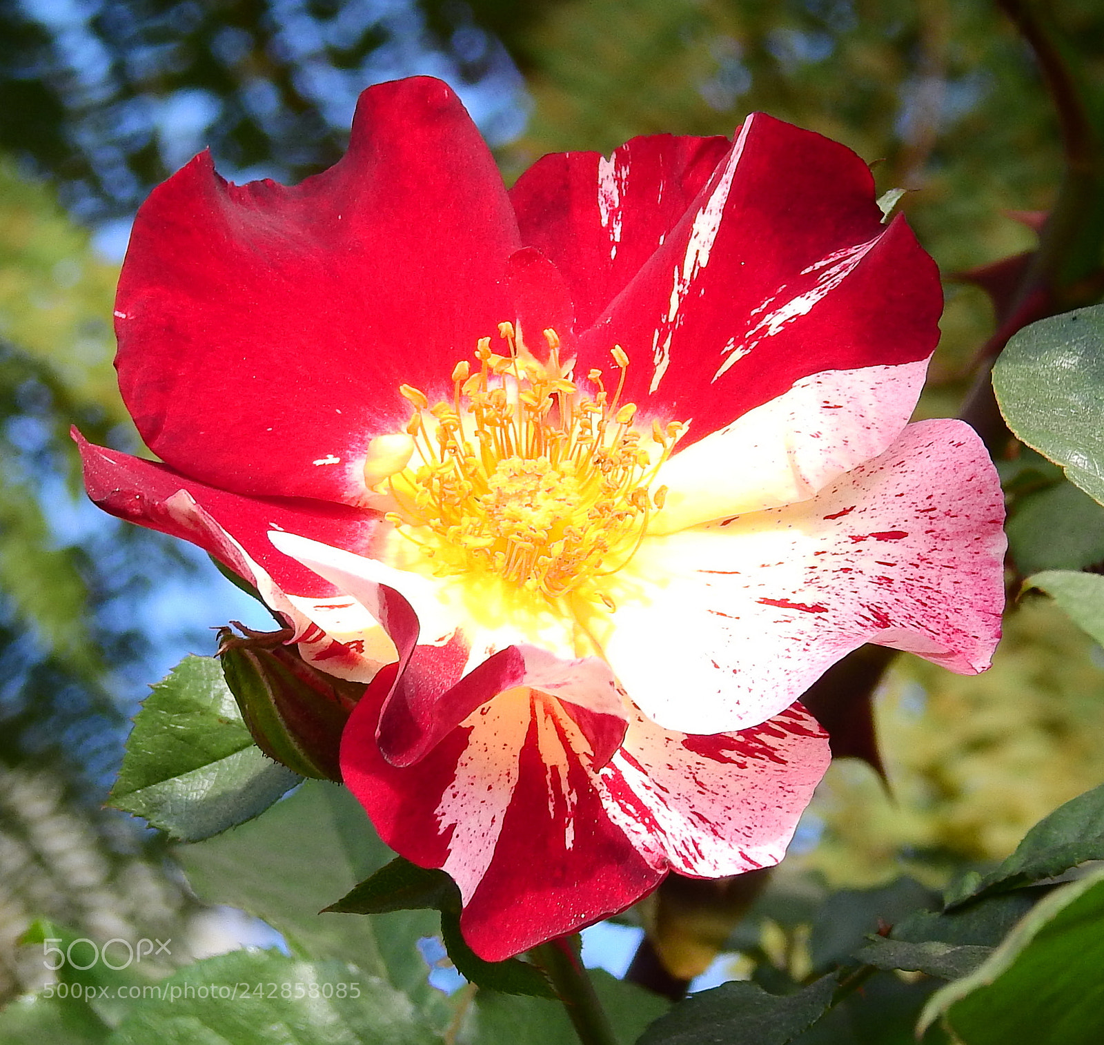 Nikon Coolpix P900 sample photo. Red carnation flower photography