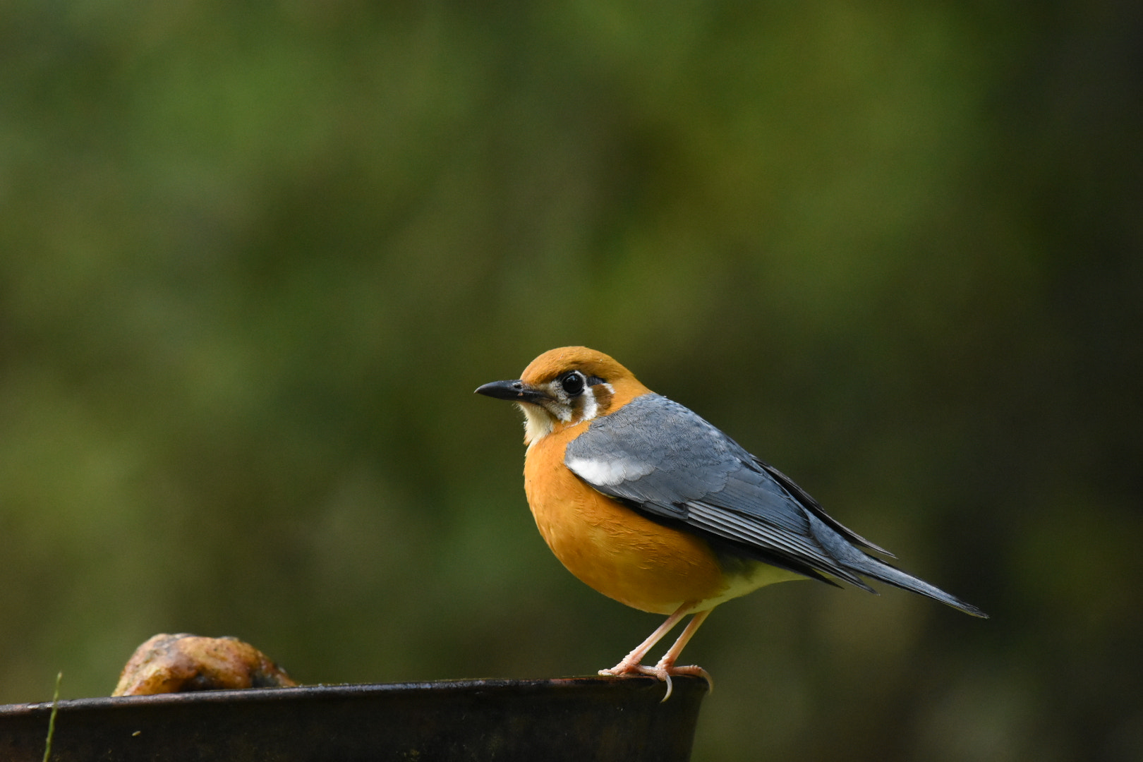 Nikon AF-S Nikkor 200-500mm F5.6E ED VR sample photo. Bird photography