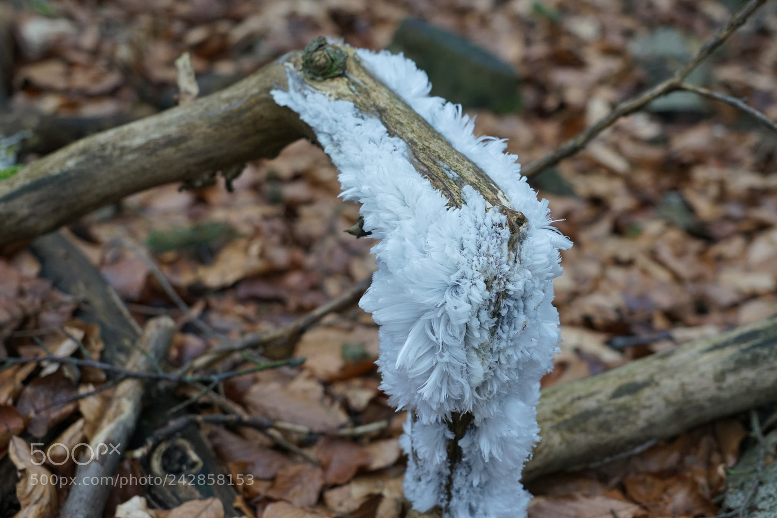 Sony a7R sample photo. Eiswolle photography