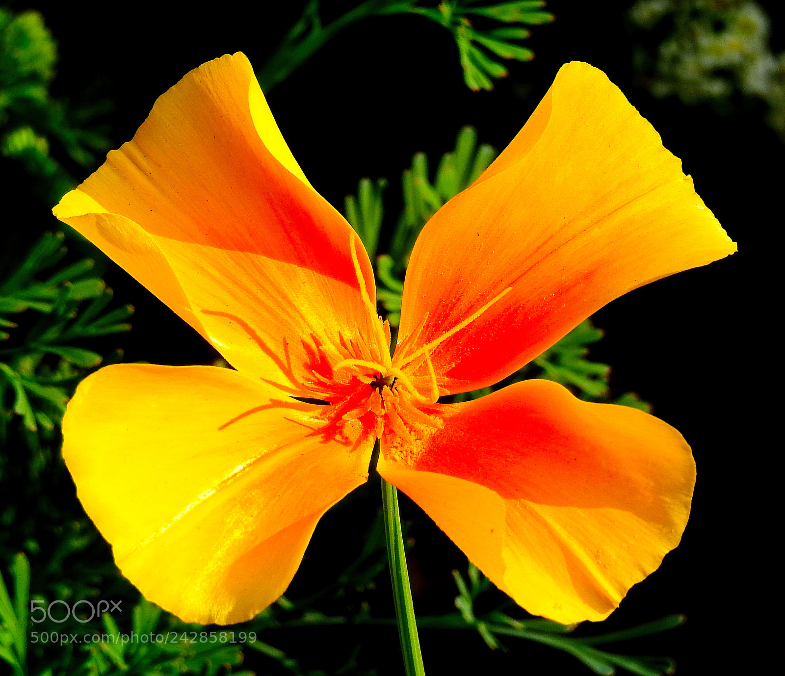 Nikon Coolpix P900 sample photo. Gold flower photography