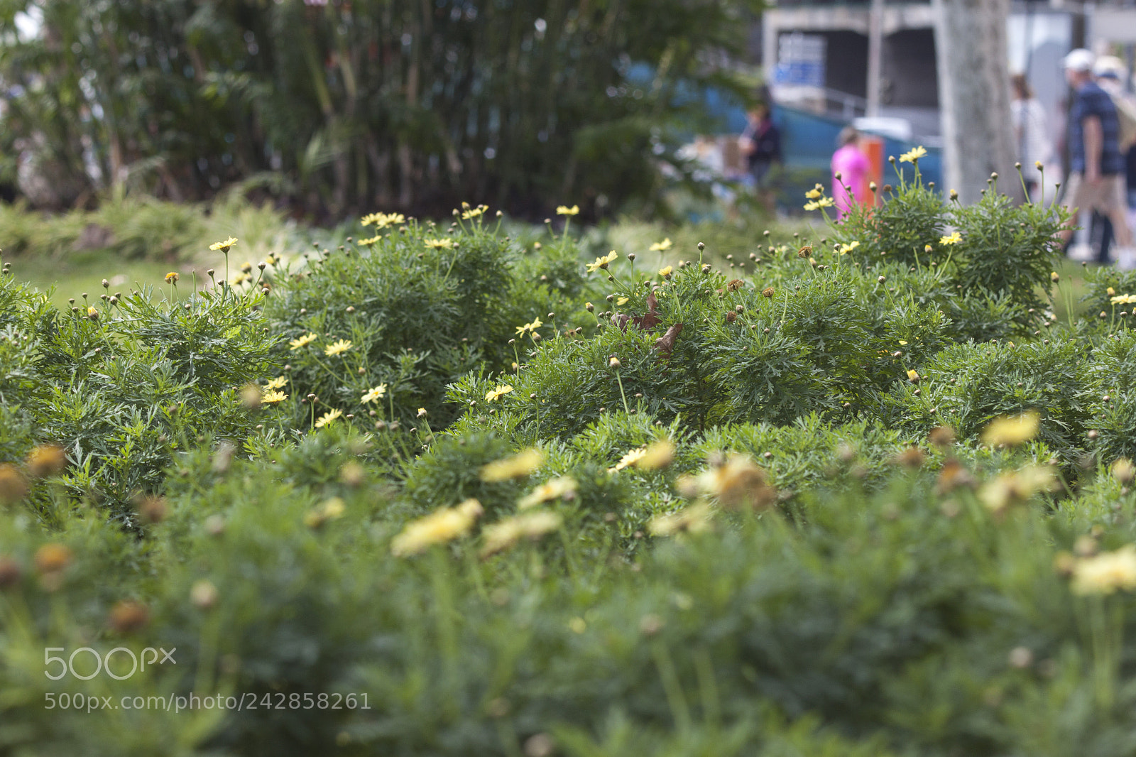 Canon EOS 500D (EOS Rebel T1i / EOS Kiss X3) sample photo. Background photography