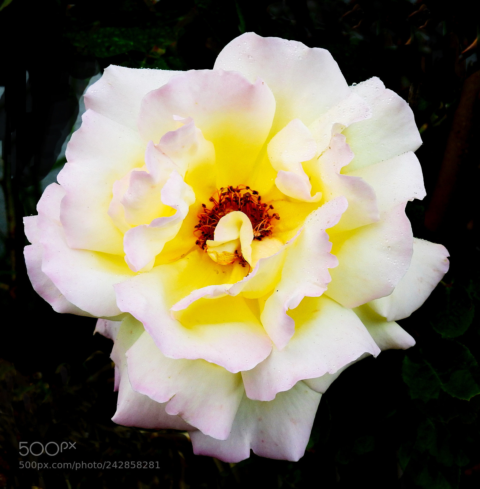 Nikon Coolpix P900 sample photo. White rose flower photography