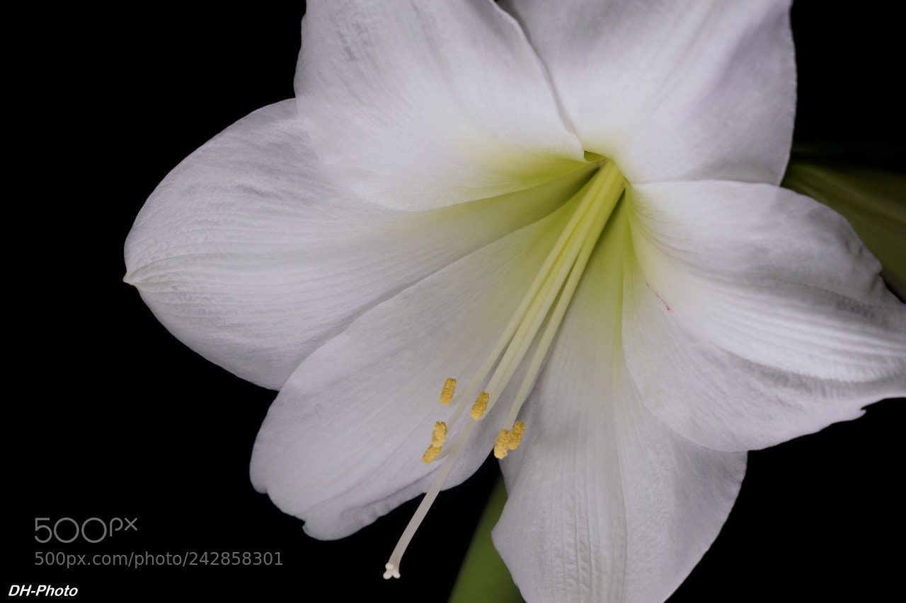 Sony ILCA-77M2 sample photo. Amaryllis in white_03 photography