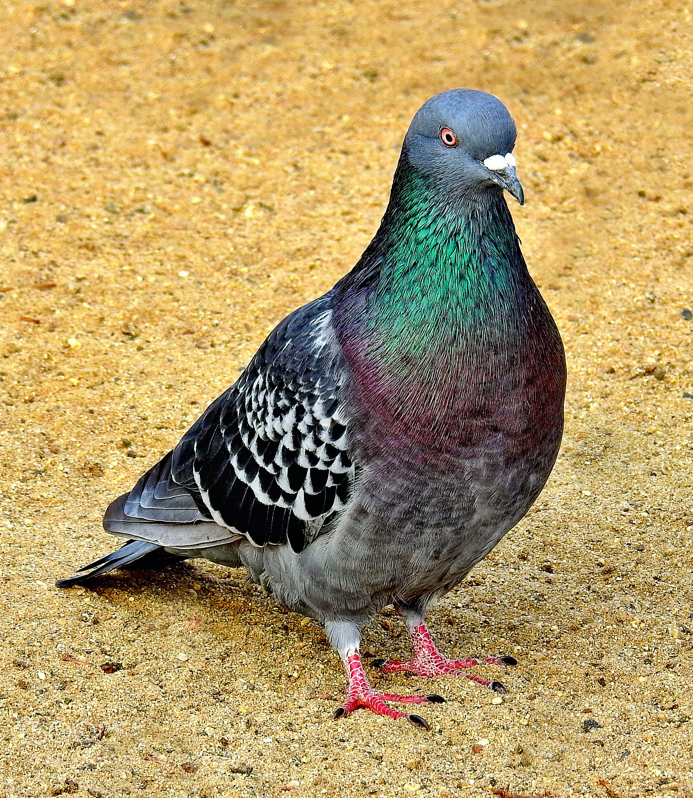 Nikon Coolpix P900 sample photo. Pigeon walking on the photography