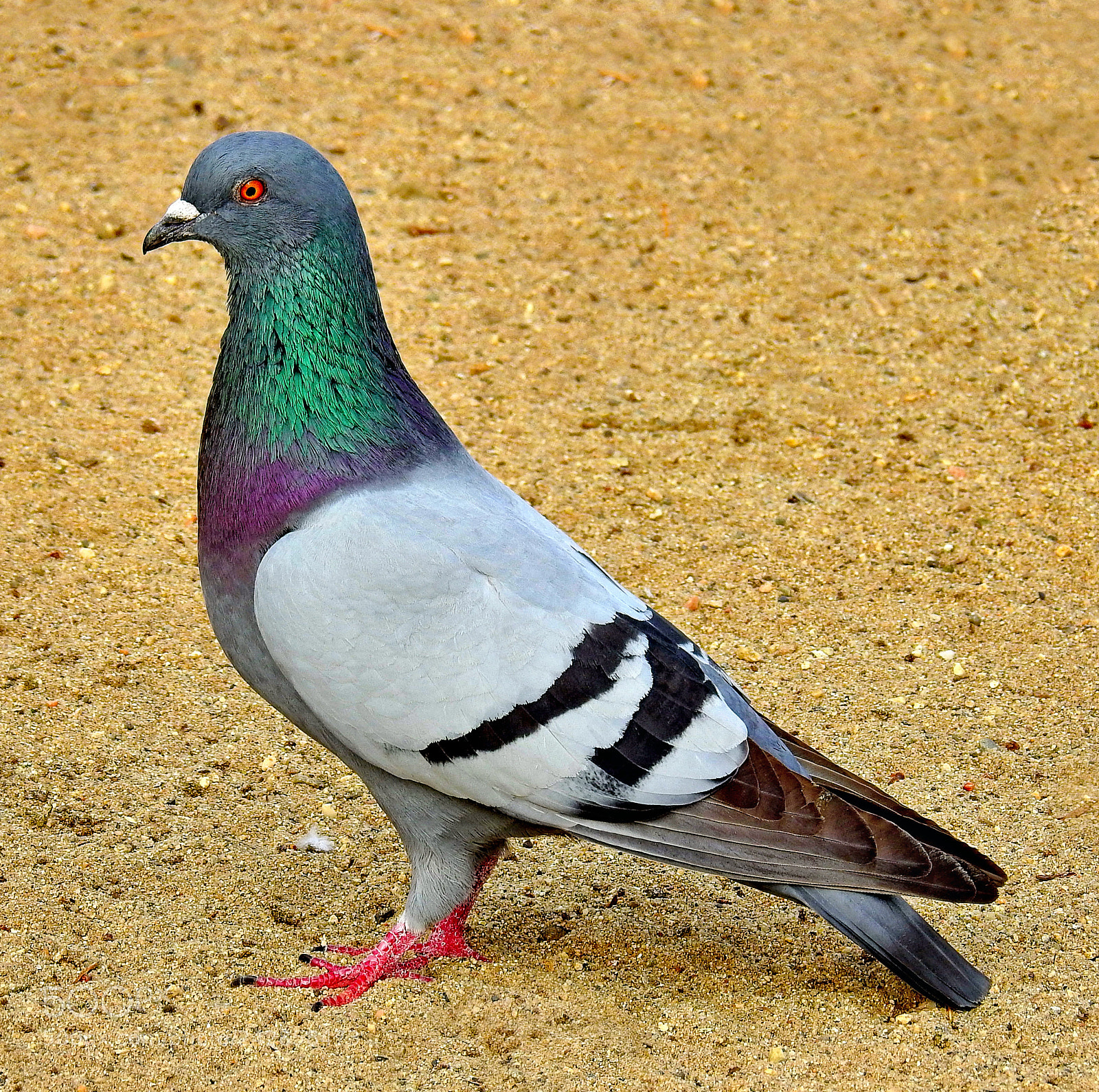 Nikon Coolpix P900 sample photo. Pigeon walking on the photography