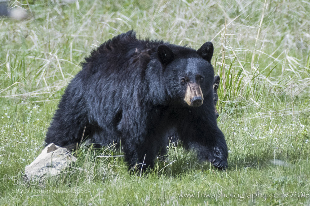 Nikon D500 sample photo. Healthy looking bear photography