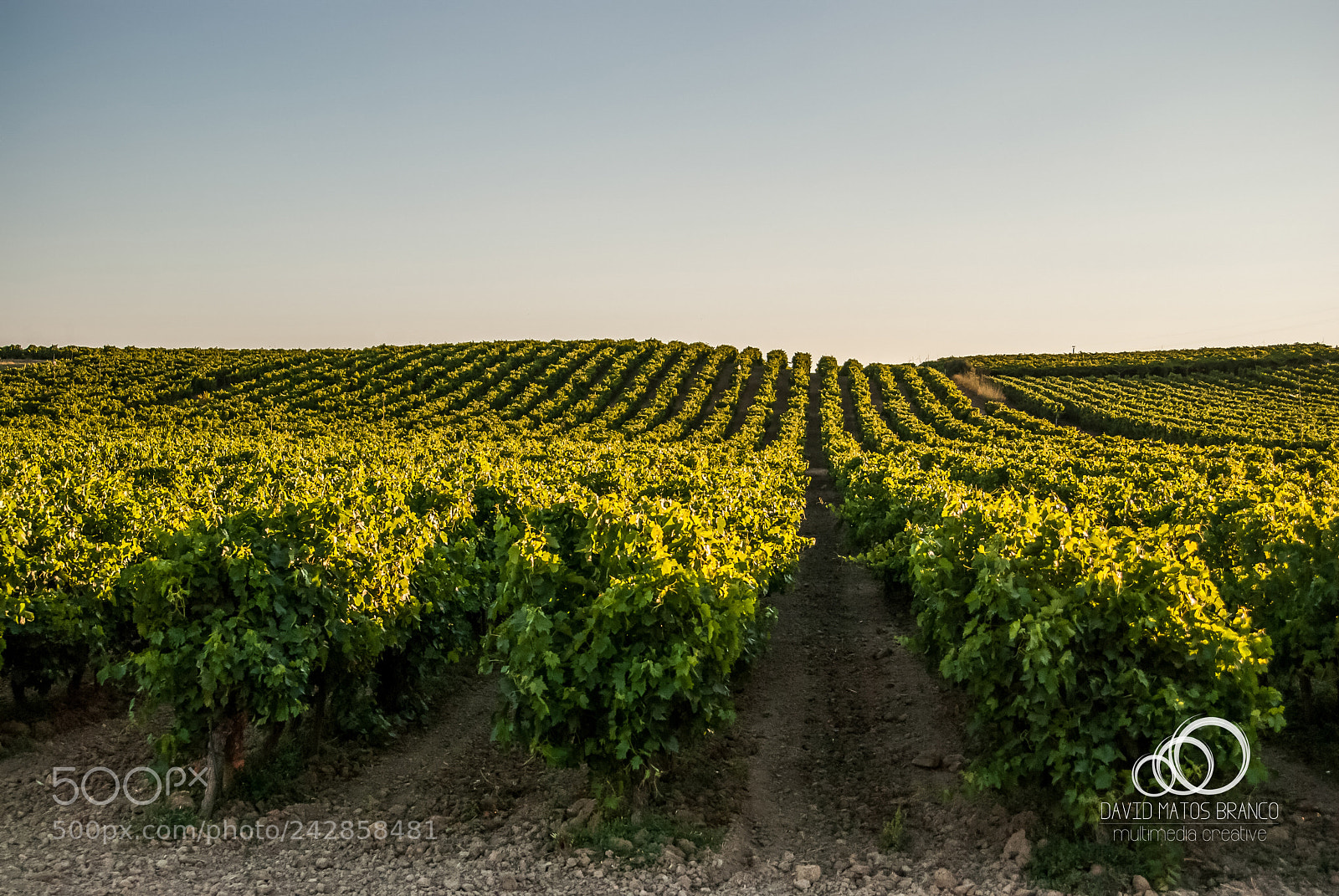 Nikon D80 sample photo. Vineyard photography