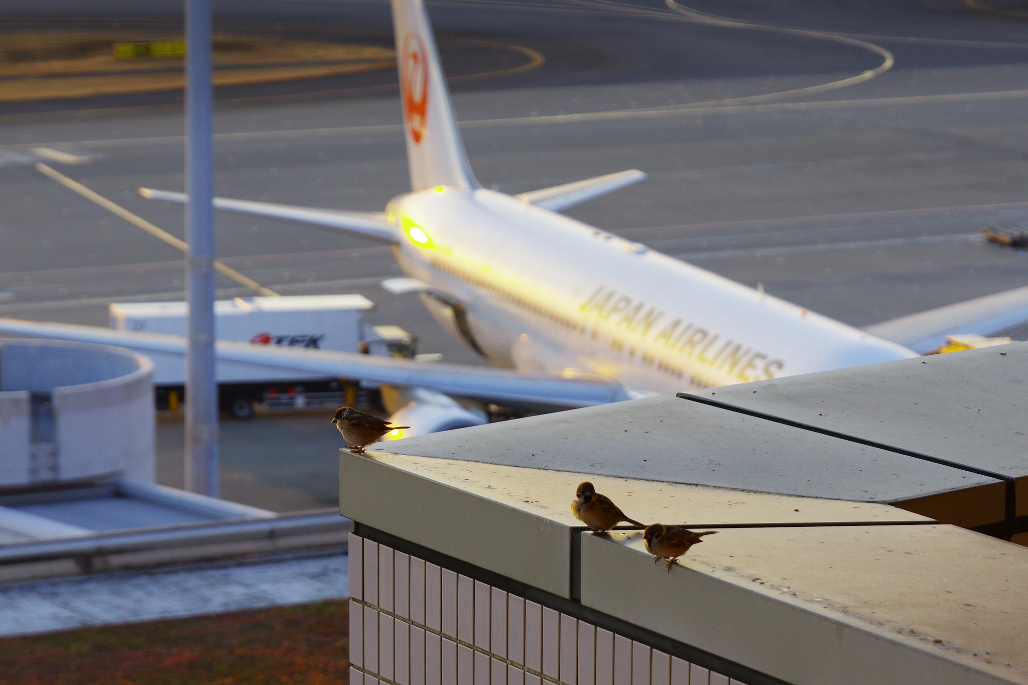 Pentax K-3 II sample photo. Three small wings and one big wing photography