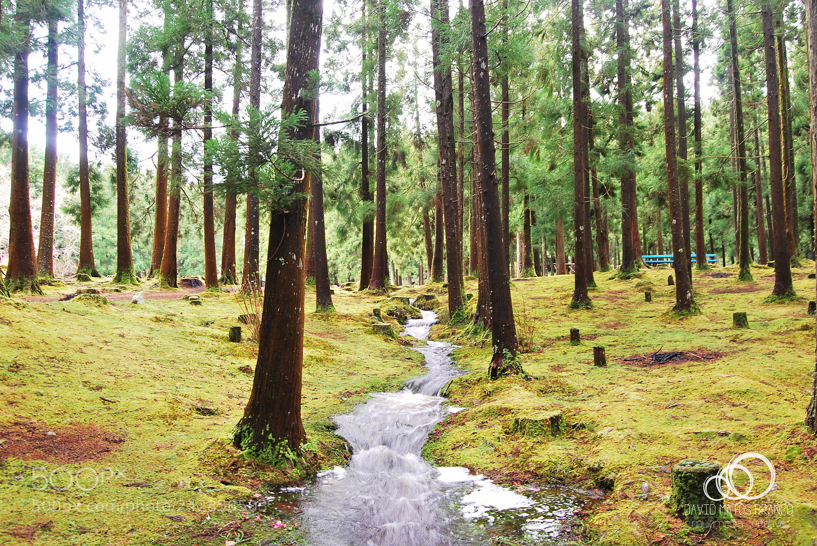 Nikon D60 sample photo. Azores forest photography