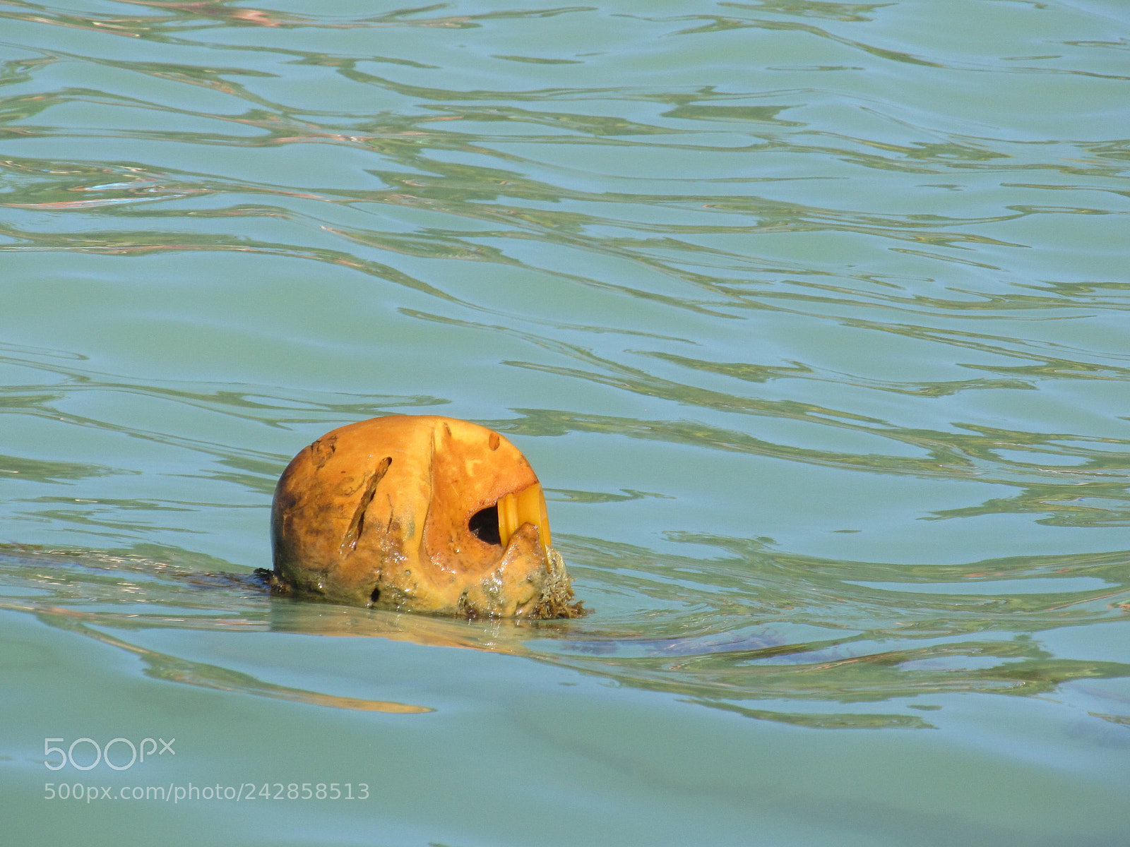 Canon PowerShot SX130 IS sample photo. Flotante photography