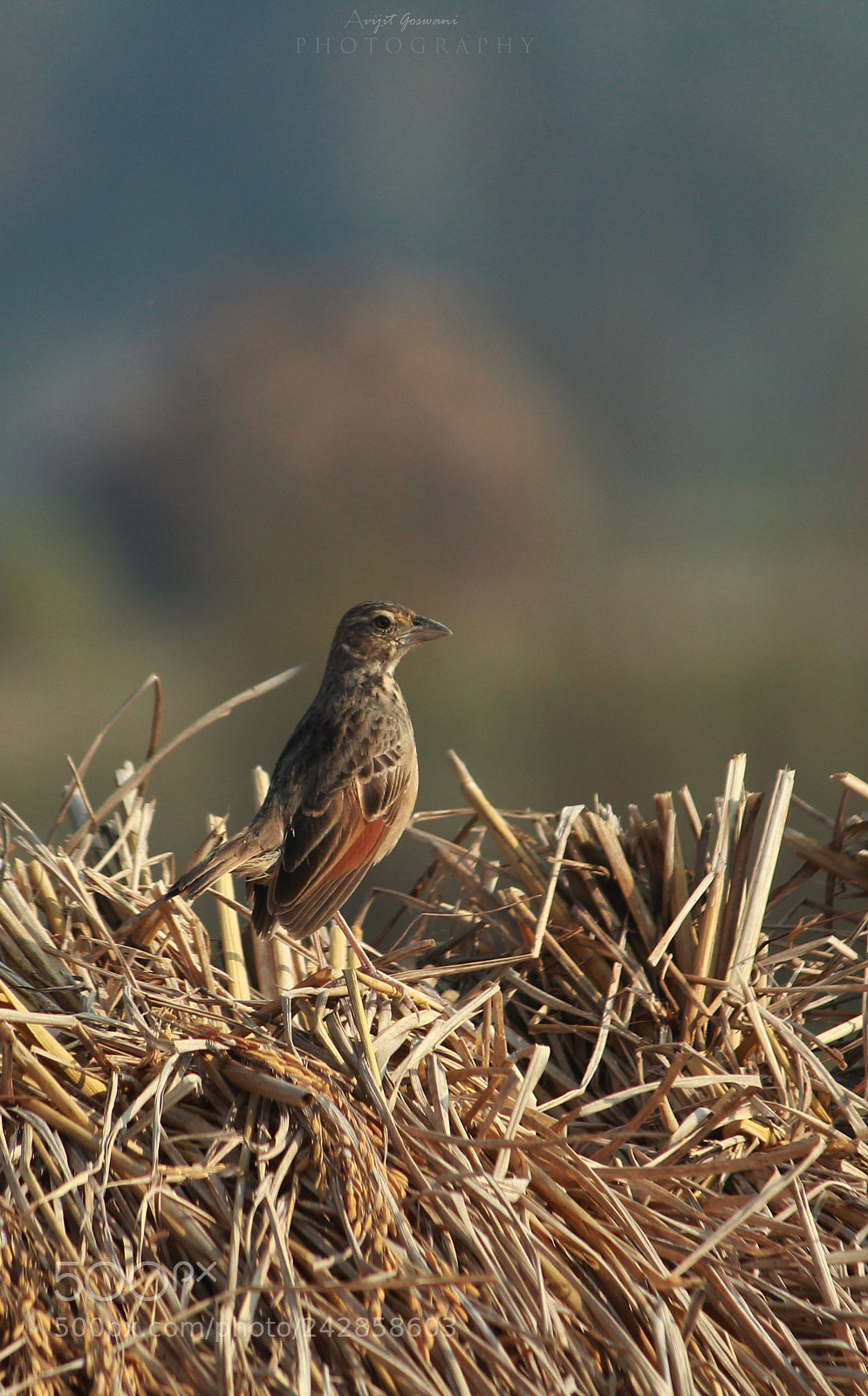 Canon EOS 1200D (EOS Rebel T5 / EOS Kiss X70 / EOS Hi) sample photo. The bird is powered photography
