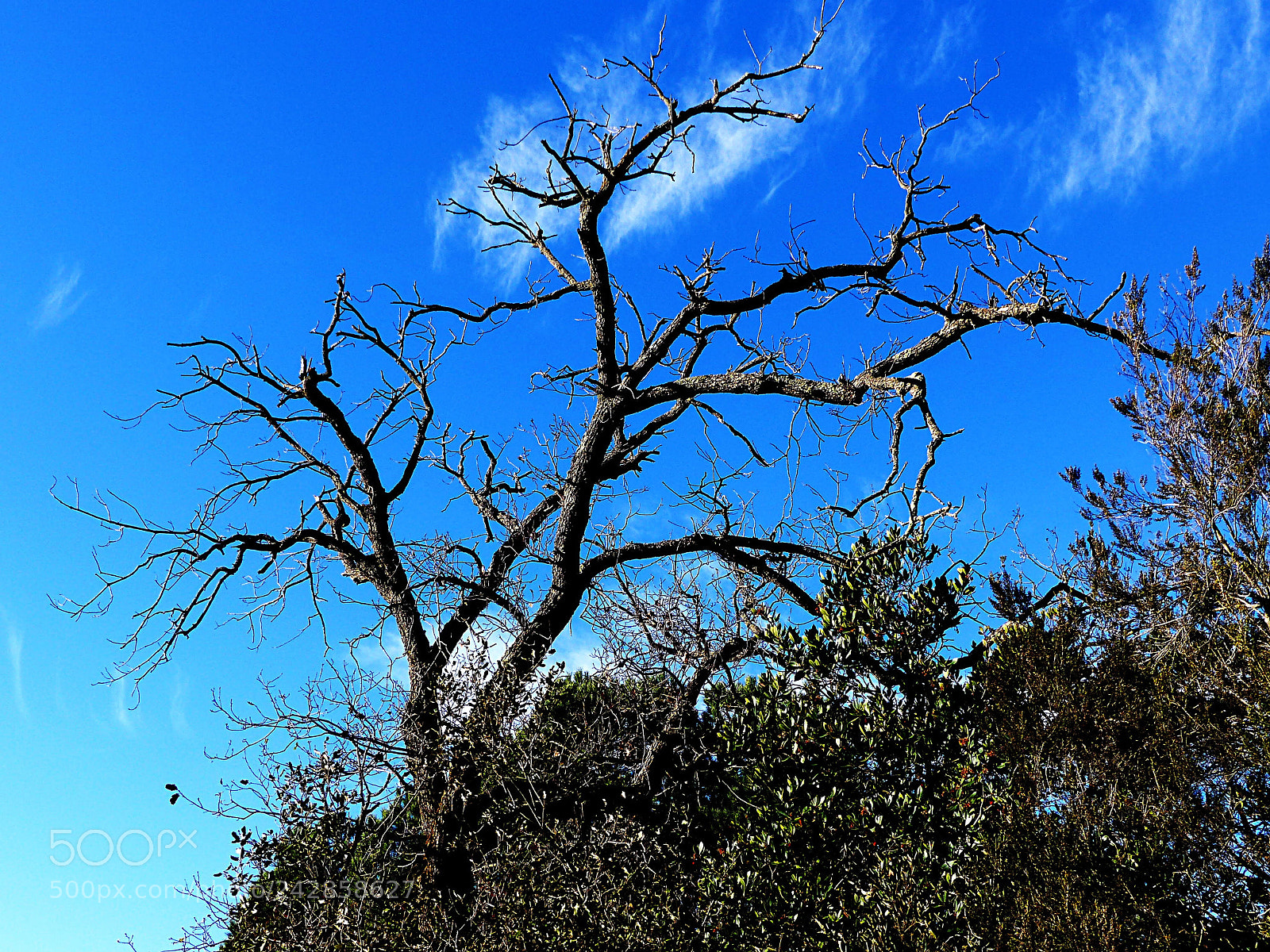 Panasonic Lumix DMC-FZ200 sample photo. Arbre nu photography