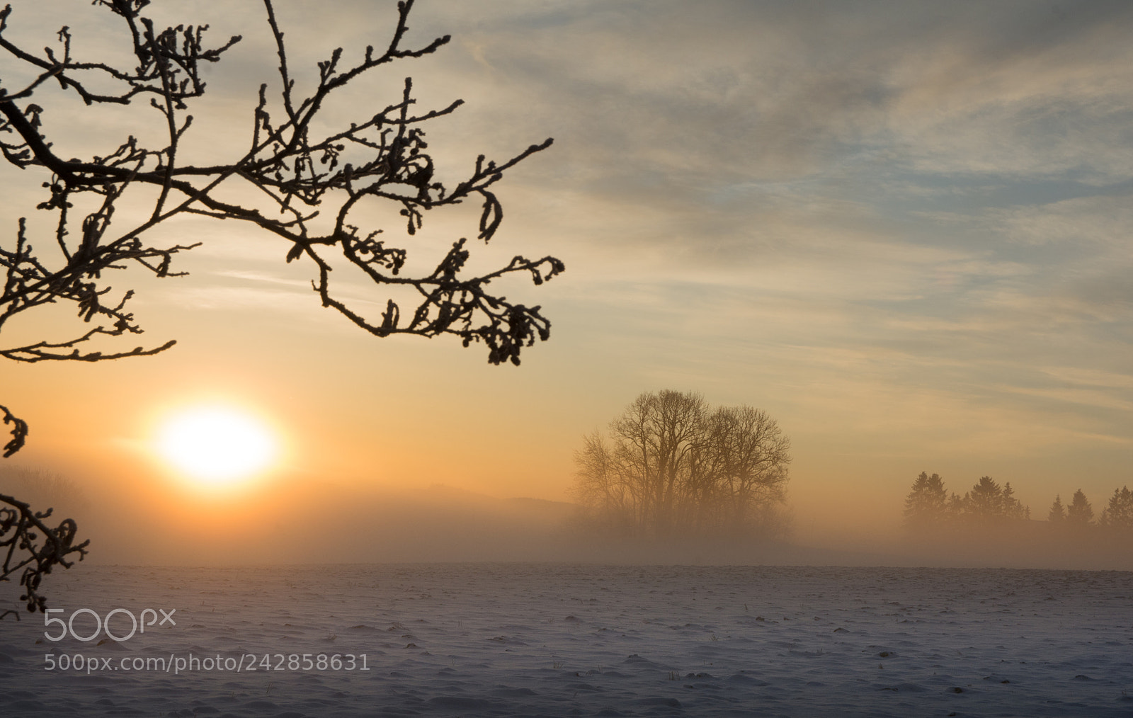 Nikon D7100 sample photo. Through the fog photography