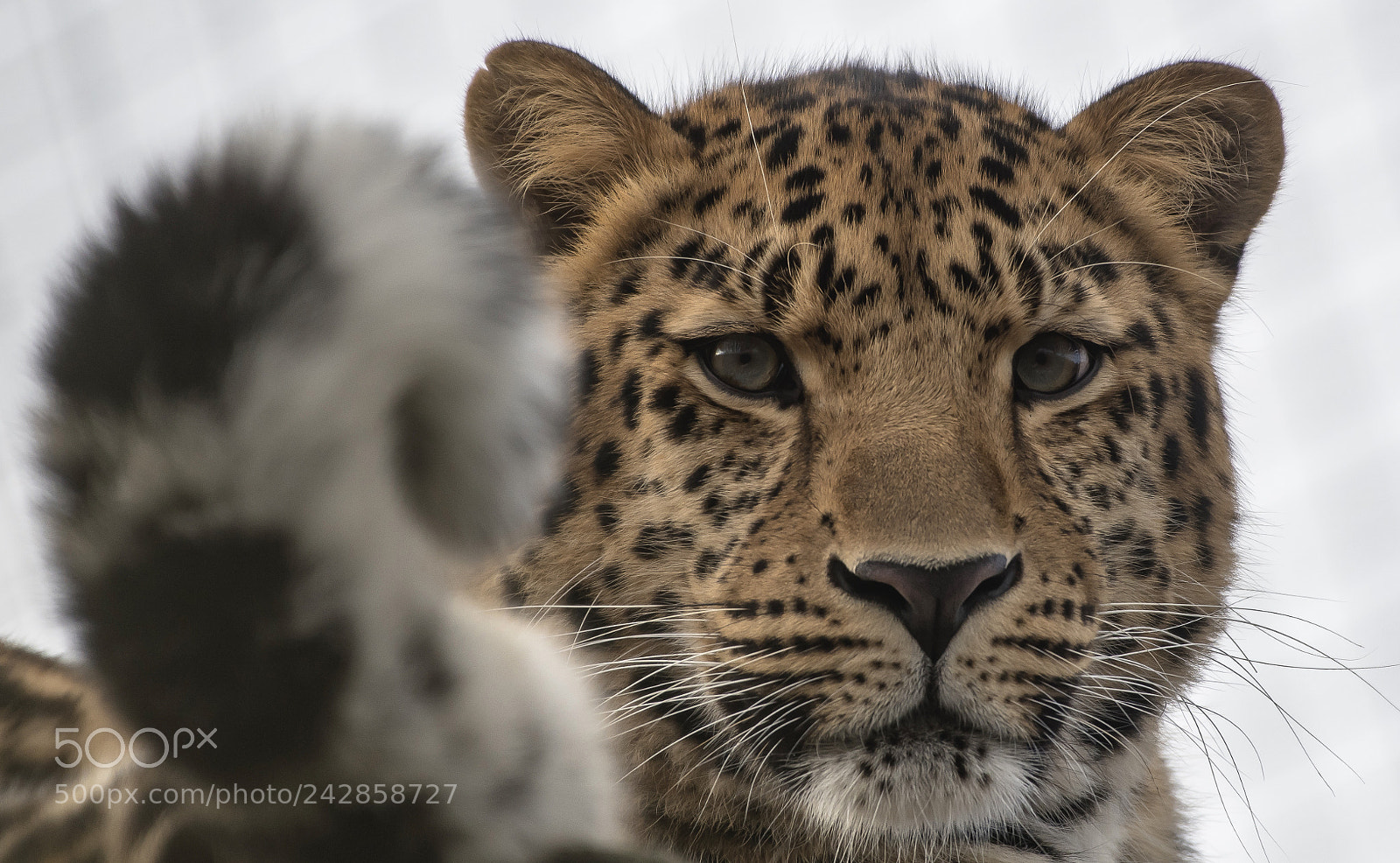 Nikon D850 sample photo. Head or tails ? photography