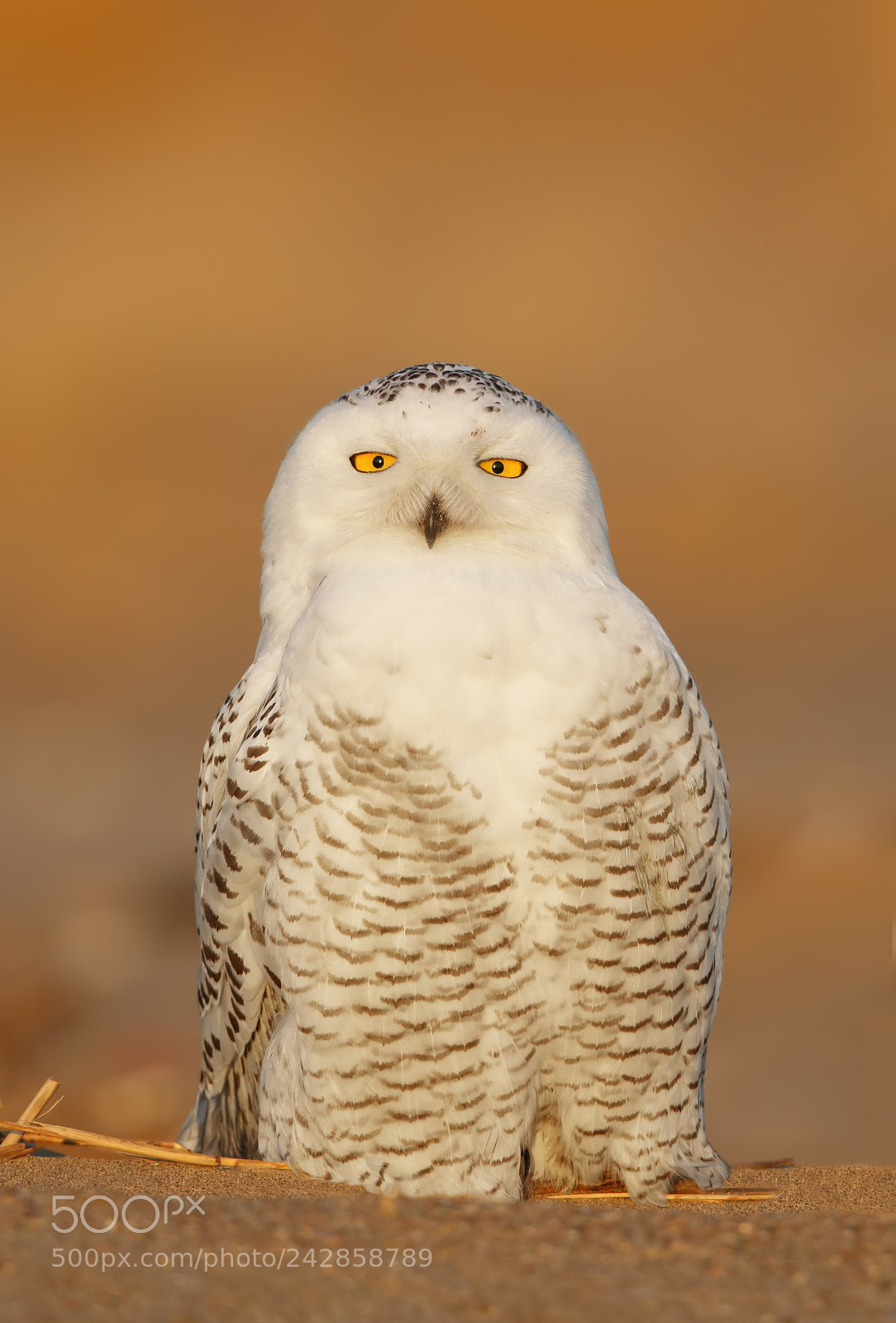Canon EOS-1D X Mark II sample photo. Snowy owl photography