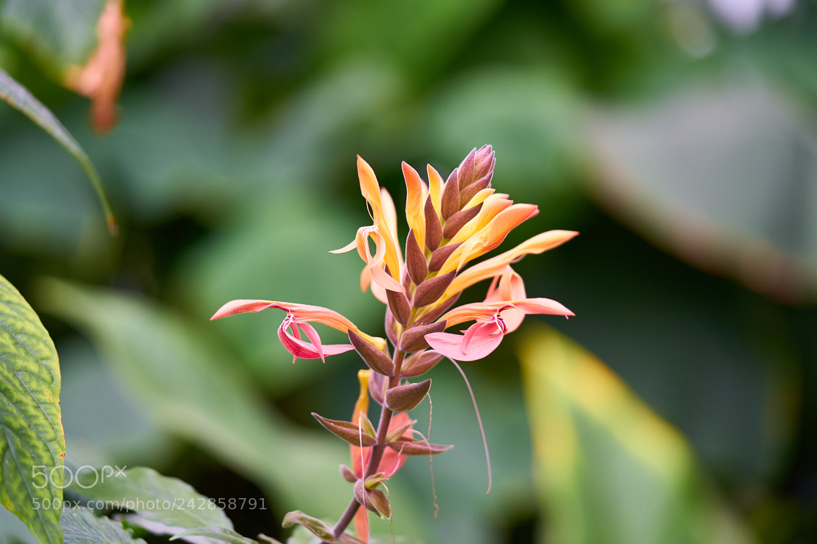 Sony a7 II sample photo. Flower photography