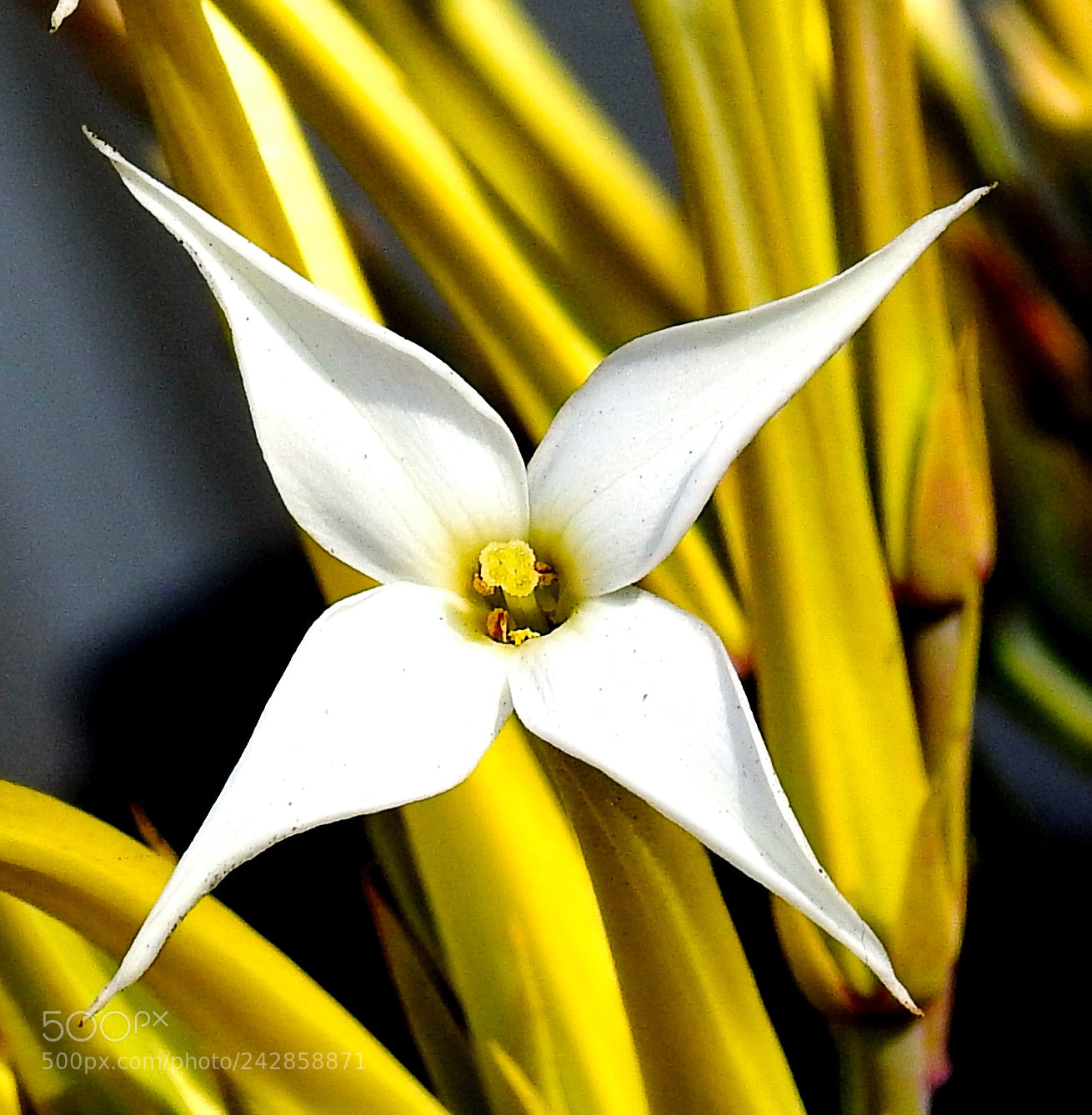 Nikon Coolpix P900 sample photo. White star flower photography