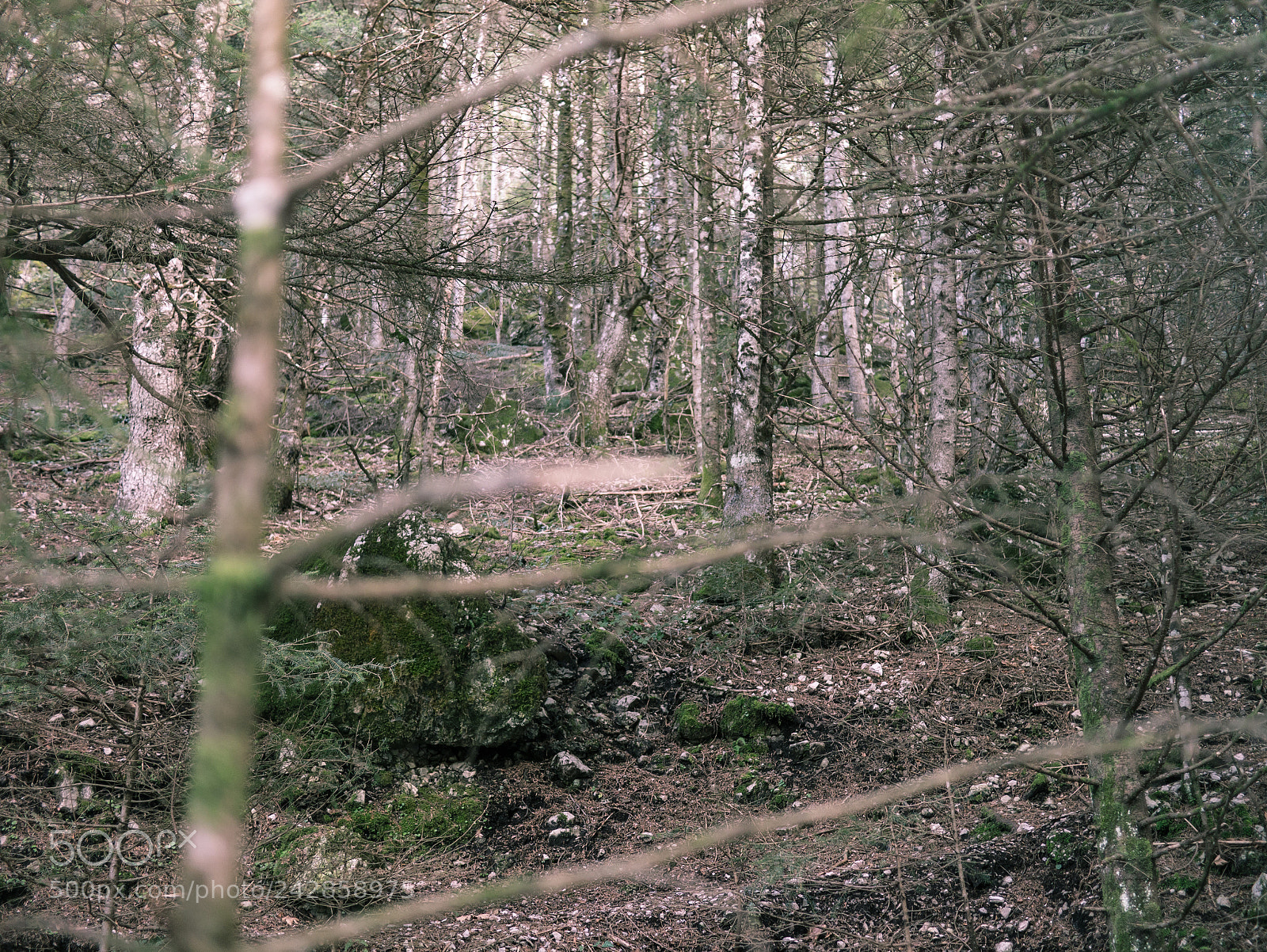 Panasonic Lumix DMC-G3 sample photo. Through the woods photography