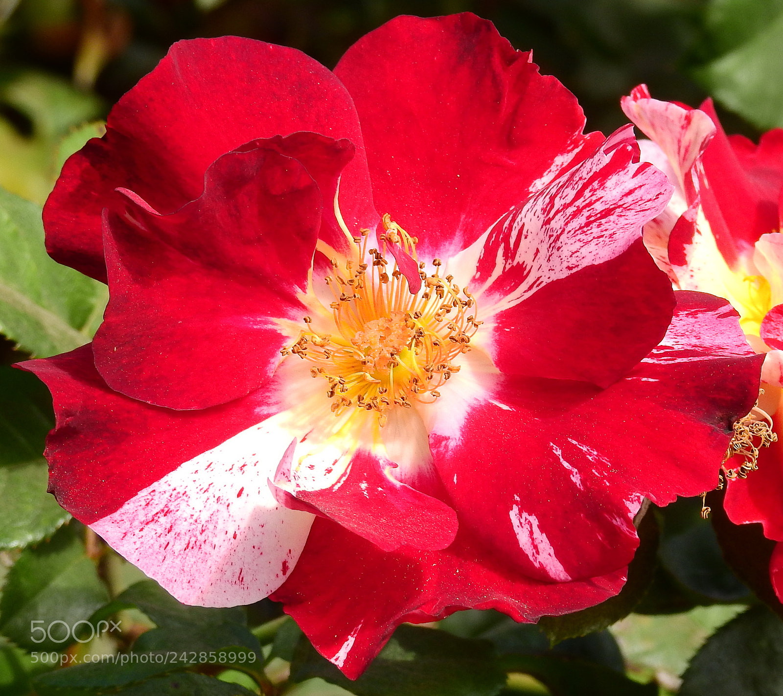 Nikon Coolpix P900 sample photo. Red carnation flower two photography