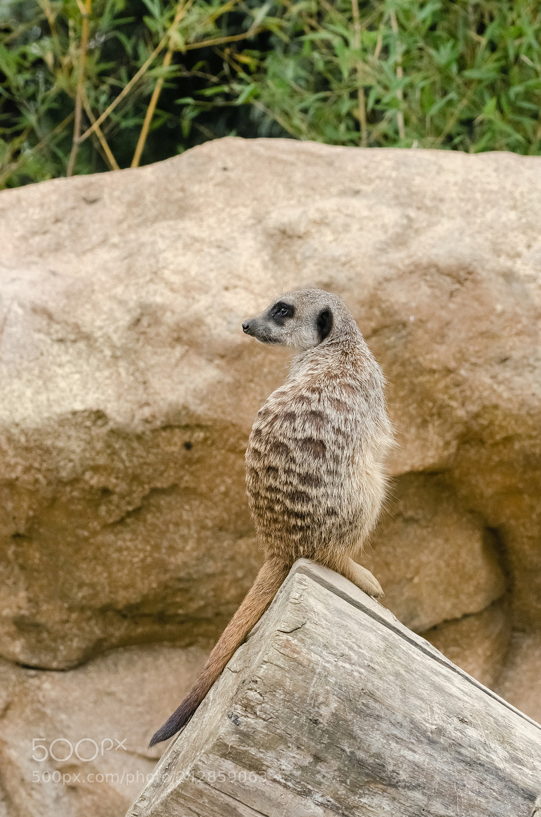 Nikon D5100 sample photo. Suricate photography