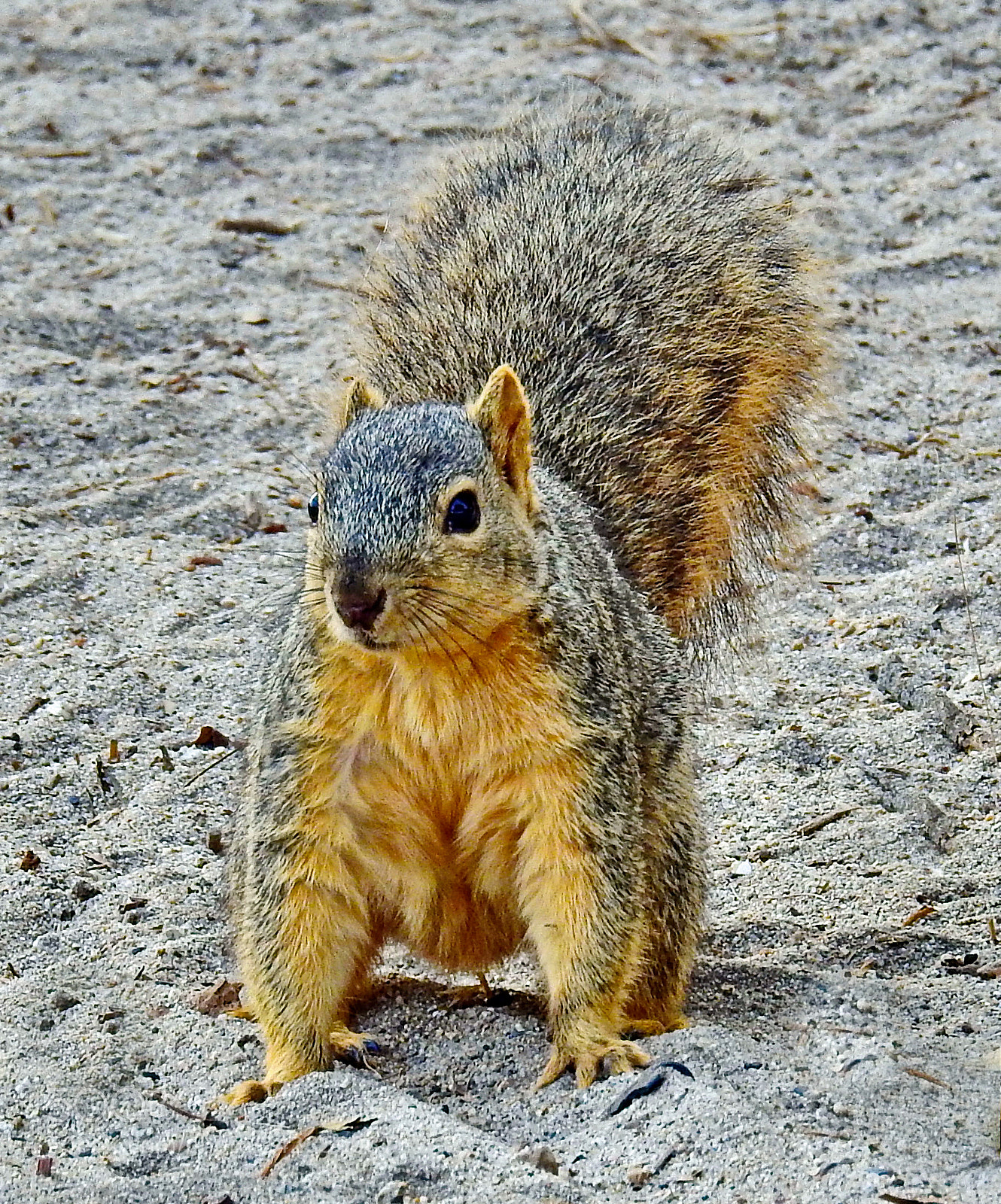 Nikon Coolpix P900 sample photo. Squirrel saying hello photography