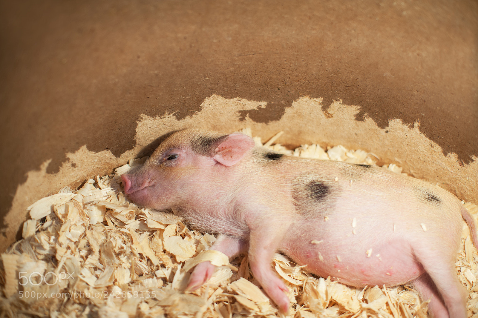 Nikon D700 sample photo. Cute and sleeping little photography