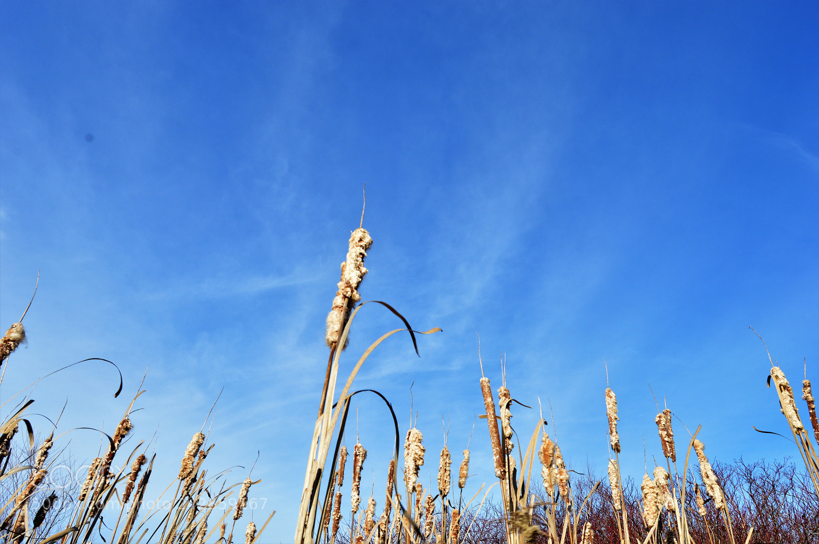 Nikon D3200 sample photo. Cattails photography