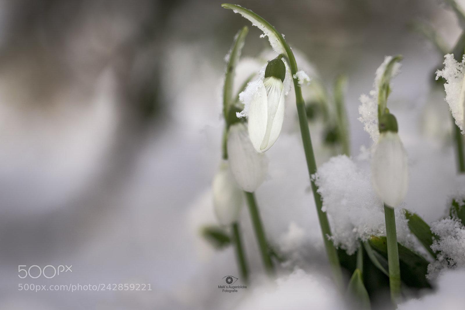 Canon EOS 7D Mark II sample photo. The first snowdrops photography