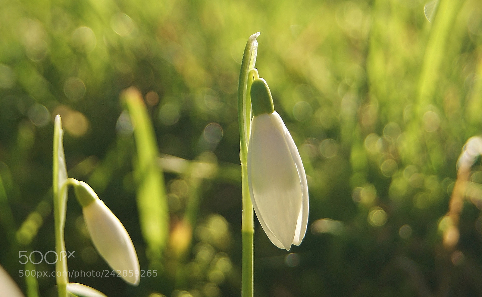 Sony Alpha DSLR-A380 sample photo. Spring sign 2018 ... photography