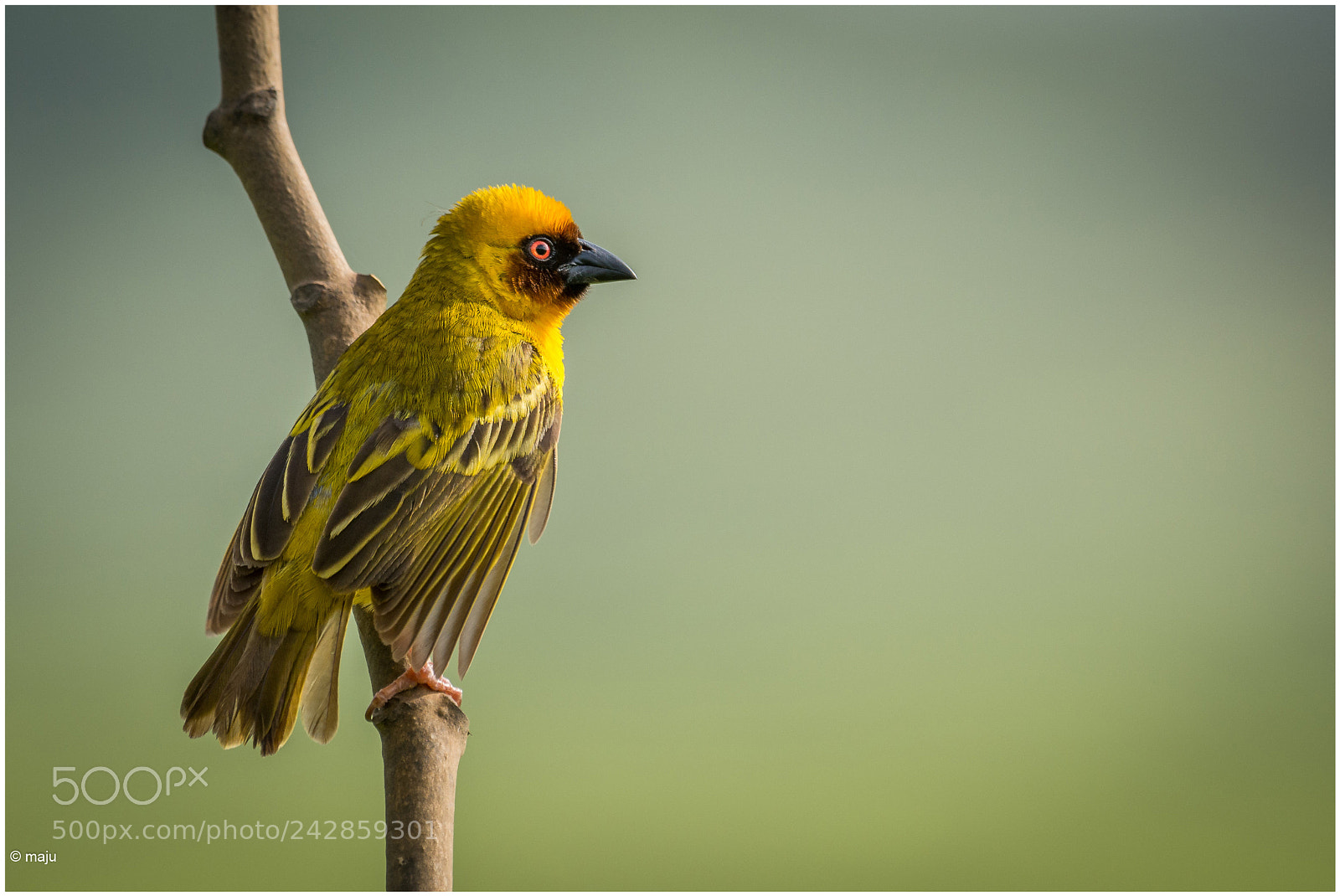 Nikon D7100 sample photo. Weaver bird photography