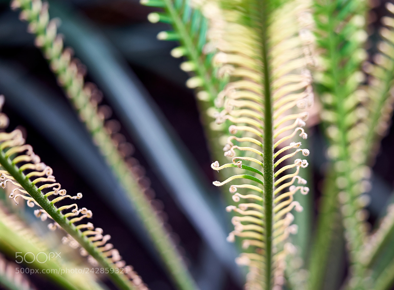 Sony a7 II sample photo. Fern photography