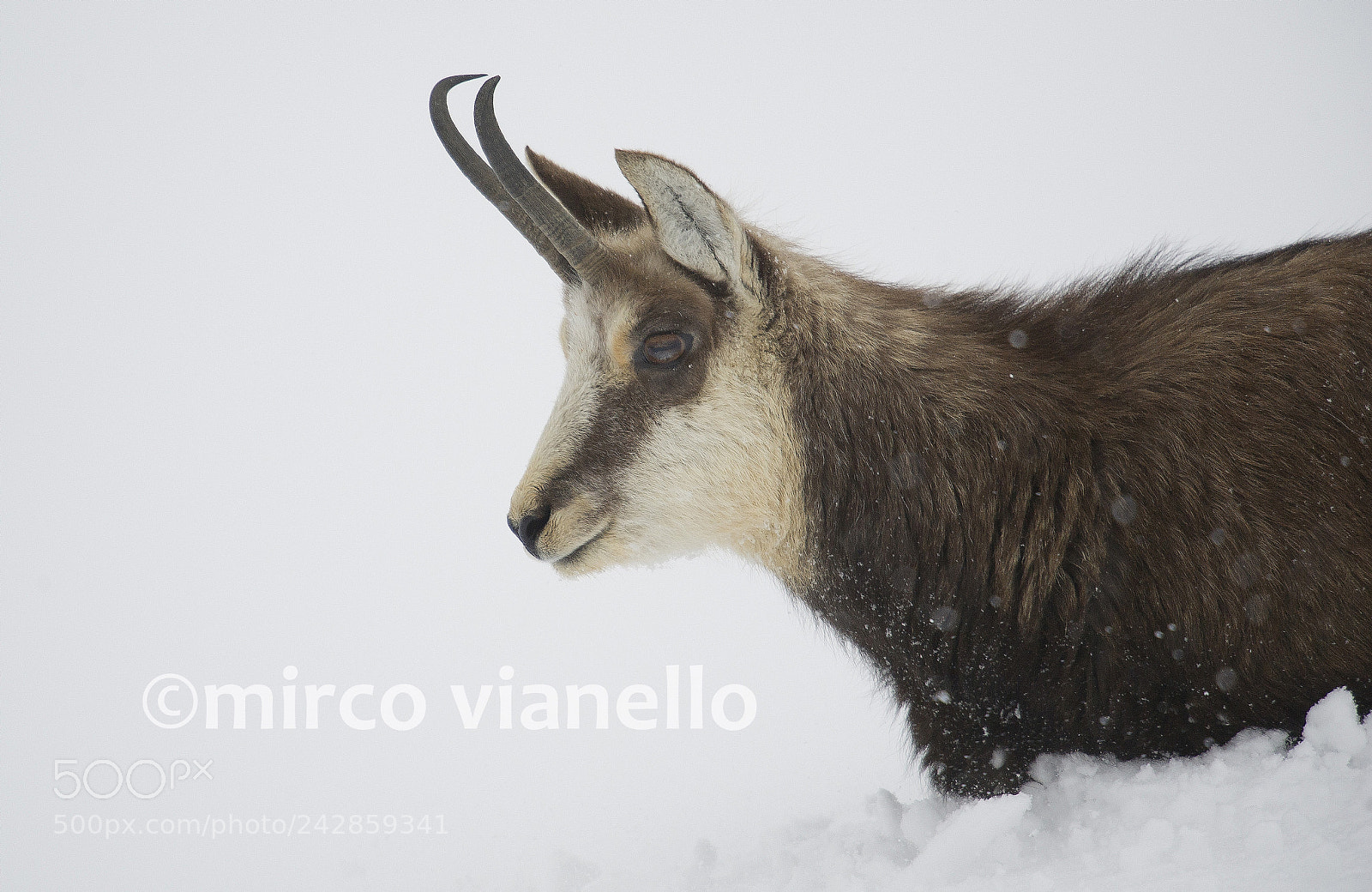 Nikon D3S sample photo. Alpine chamois detail photography
