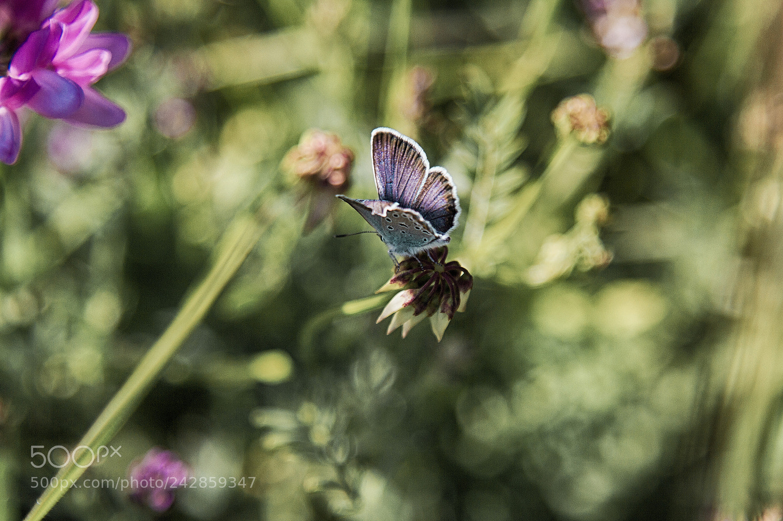 Canon EOS 60D sample photo. Img photography