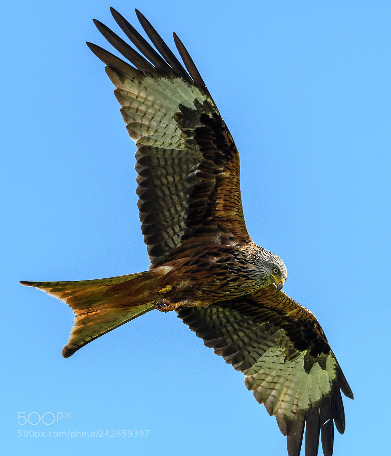 Nikon D500 sample photo. Red kite at argaty photography