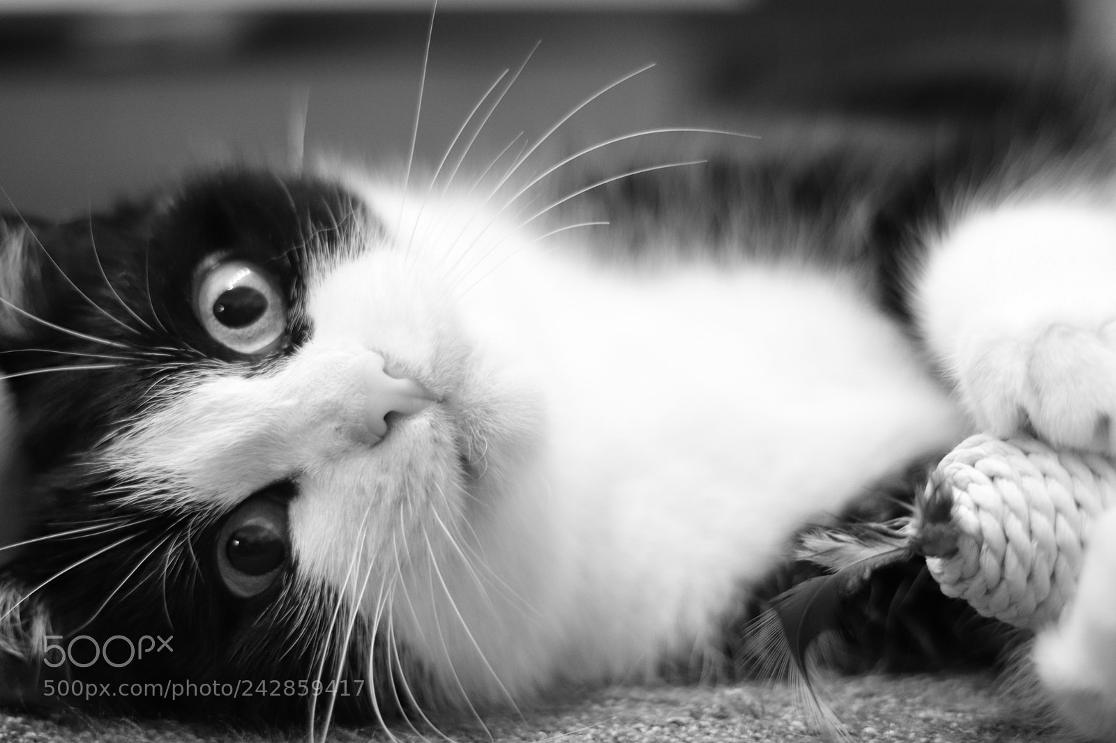 Canon EOS 77D (EOS 9000D / EOS 770D) + Canon EF 50mm F1.8 STM sample photo. Lala photography