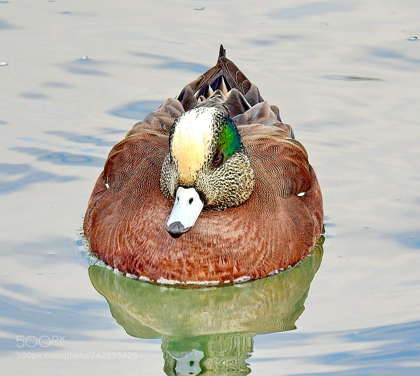 Nikon Coolpix P900 sample photo. A nice duck swimming photography